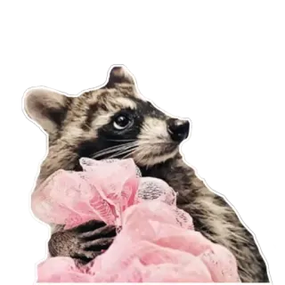 🛀 Waschbär, Tier, Süß, Pink, Aufkleber, Säugetier telegram sticker