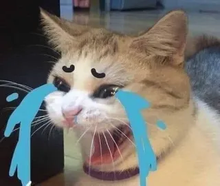 😭 weinende Katze, traurige Katze, Meme, Katzenmeme, weinend, traurig, Tier telegram sticker