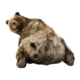 Bears ! telegram stickers