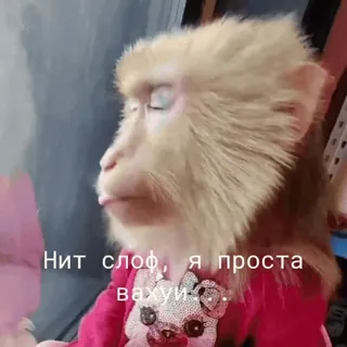 😒 Нит слоф, я проста вахуи... ลิง, สัตว์, รัสเซีย, ตลก, เอป, มีม telegram sticker