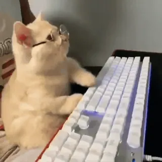 🌟 cat, typing, keyboard, glasses, animal, funny, cute telegram sticker