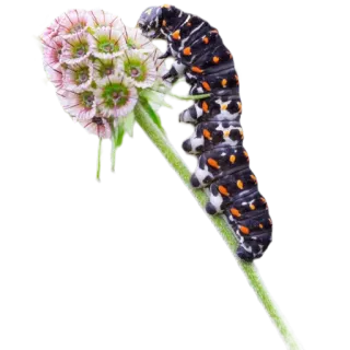 🖤 гусеница, насекомое, цветок, природа, животное telegram sticker