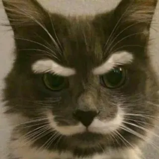 😓 cat, funny, pet, animal, meme, angry telegram sticker