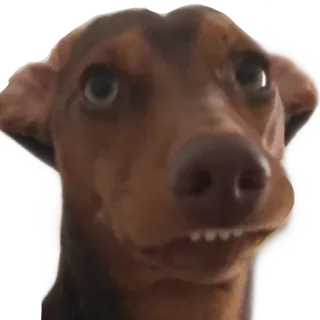🙂 dog, animal, meme, funny, pet, dachshund whatsapp sticker