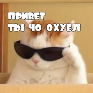 😕 ПРИВЕТ ТЫ ЧО ОХУЕЛ gatto, occhiali da sole, russo, saluto, umorismo telegram sticker