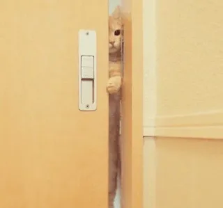⚡️ cat, peeking, door, cute, kitten, animal telegram sticker