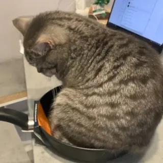 🐱 cat, frying pan, pet, animal, domestic cat, gray cat whatsapp sticker