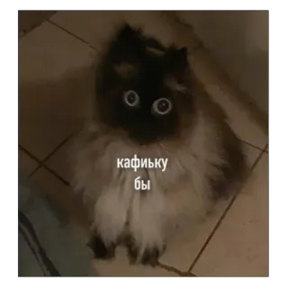 ☕️ кафиску бы Katze, süß, Tier, betteln telegram sticker