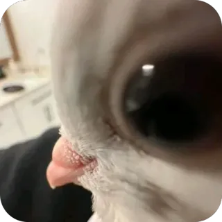 🫥 pigeon, bird, animal, close-up, eye telegram sticker
