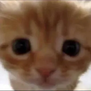 😕 cat, kitten, animal, pet, cute, orange telegram sticker