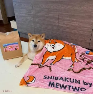 ❤️ SHIBAKUN by MEWTWO shiba inu, dog, blanket, cartoon, animal, kawaii telegram sticker