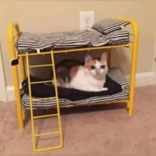 🐱 猫, 二段ベッド, ペット, 子猫, かわいい, 動物, 飼い猫 telegram sticker