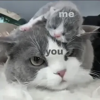 🍄 me you kucing, anak kucing, hewan, imut, hubungan, cinta telegram sticker