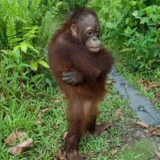 ☹️ orango, scimmia, animale, natura, fauna selvatica, triste, pensieroso whatsapp sticker