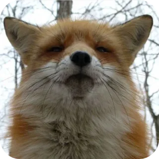 Foxes! by Liquorovoe whatsapp stickers