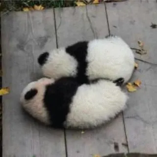 👨 panda, animal, cute, bear, wildlife telegram sticker