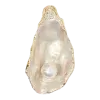 🐚