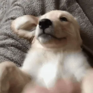 😆 собака, щенок, золотистый ретривер, милый, животное, питомец, очаровательный whatsapp sticker