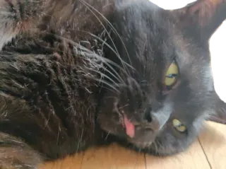 😵 kucing, kucing hitam, binatang, hewan peliharaan, lidah, lucu, jenaka whatsapp sticker