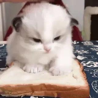 😳 mèo con, mèo, bánh mì, động vật, dễ thương, thú cưng, đồ ăn telegram sticker