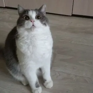 😳 cat, animal, domestic, pet, mammal, feline whatsapp sticker