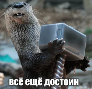 🔨 всё ещё достоин otter, hammer, worthy, animal, mammal telegram sticker