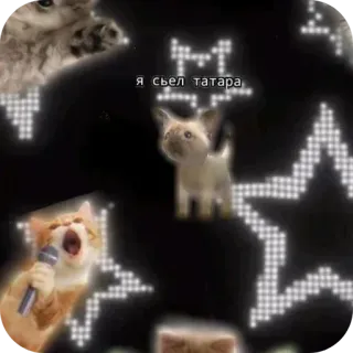 🐱 я съел татара cat, kitten, animal, pet, singing, microphone telegram sticker
