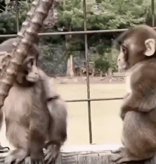 🤍 macaco, animais, vida selvagem, zoo, primatas telegram sticker
