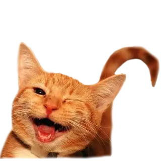 😜 gato, animal, guiño, feliz, naranja whatsapp sticker