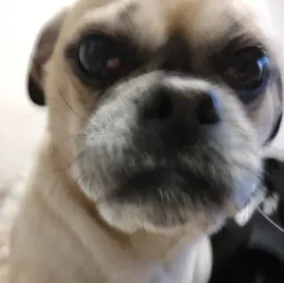 😡 carlino, perro, mascota, animal, retrato, lindo, doméstico telegram sticker