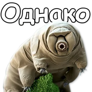 😮 Однако tardigrade, water bear, microscopic, animal telegram sticker