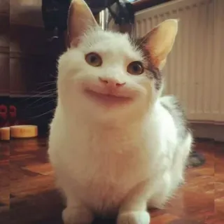 🐈 chat, animal, mignon, joyeux, mème telegram sticker