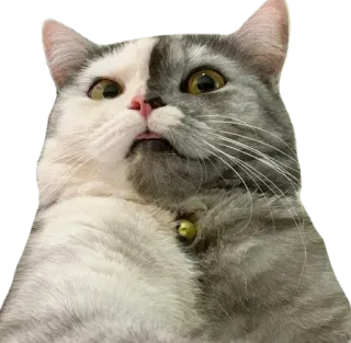 😍 kot, zwierzę, zwierzak, śmieszne, słodkie, kociak, dwukolorowy kot telegram sticker
