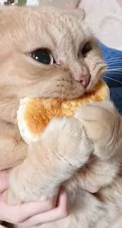 🥺 gato, animal, animal de estimação, pão, comida, fofo, comendo telegram sticker