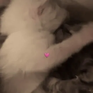 💗 猫, 動物, ハート, ペット, 家畜 telegram sticker