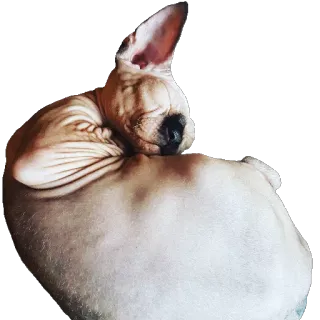 😴 сфинкс кошка, кошка, лысая кошка, домашнее животное, животное whatsapp sticker