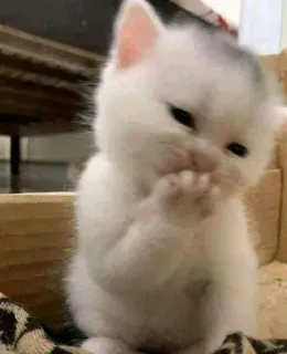🤭 chaton, chat, mignon, animal whatsapp sticker