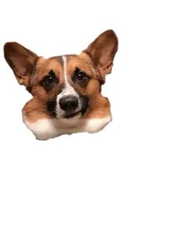 🤓 corgi, cão, animal, animal de estimação, fofo, retrato, cabeça telegram sticker