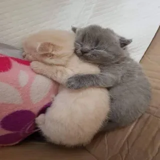 🥰 anak kucing, kucing, tidur, imut, hewan, menggemaskan, hewan peliharaan, persahabatan telegram sticker