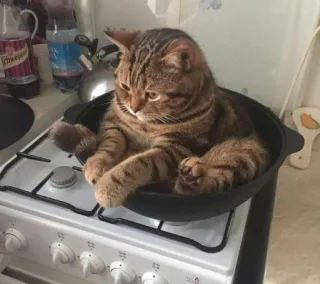 🍳 gato, cocina, animal doméstico, mascota, atigrado, felino telegram sticker