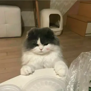 😑 Katze, Kätzchen, Haustier, Tier, süß, Hauskatze, Katzenartig, Scottish Fold telegram sticker