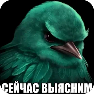 🫥 СЕЙЧАС ВЫЯСНИМ bird, angry, green, serious, confrontation, reaction telegram sticker