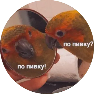🍻 по пивку?
по пивку! papegaai, bier, spiegel, vogel, alcohol telegram sticker