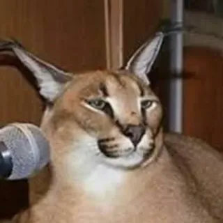 😕 Floppa Floppa, Karakal, Katze, Mikrofon, Meme, Tier whatsapp sticker