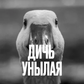 😕 ДИЧЬ
УНЫЛАЯ утка, птица, животное, грустный, смешной, мем telegram sticker