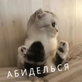 😒 АБИДЕЛЯСЯ gatto, carino, animale, adesivo, russo whatsapp sticker