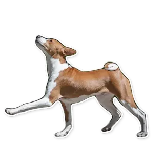 😏 dog, basenji, animal, pet, domestic animal telegram sticker