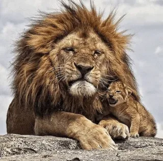 😐 лев, львенок, животное, дикая природа, природа, большая кошка, семья telegram sticker