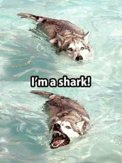 🦈 I'm a shark! telegram sticker