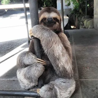🦥 luiaard, dier, schattig, wilde dieren, zoogdier, natuur telegram sticker